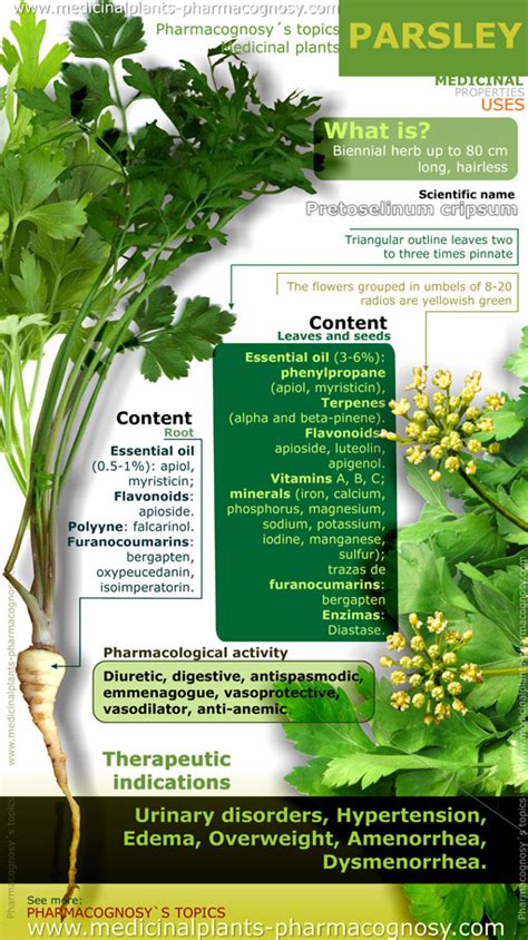 Parsley Health Benefits Infographic Pharmacognosy Medicinal Plants My