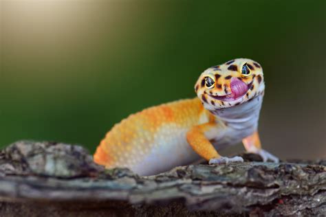 Care Sheet For A Gecko Lizard Mystart