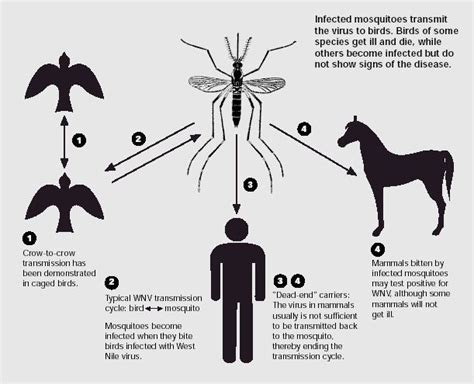 1000 Images About West Nile Virus On Pinterest Microbiology Bad News And Virus Symptoms