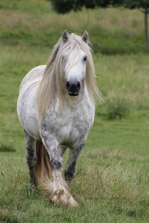 Jacobthefell Llancloudy Dorian Fell Pony Stallion Fell Pony Horses