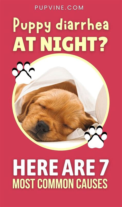 Puppy Diarrhea At Night Here Are 7 Most Common Causes Artofit
