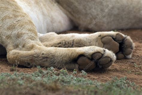 Lion Paws Stock Image C0013446 Science Photo Library