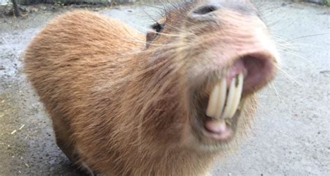 The Capybara Aka Watrush Found In Guyana Is The Largest Rodent In The