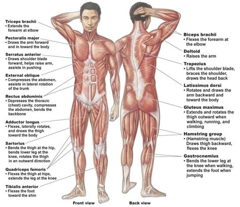 Muscular System Shaszmein