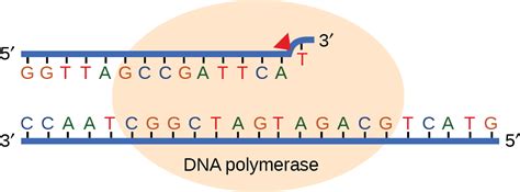Biology 2e Genetics Dna Structure And Function Dna Repair Opened Cuny