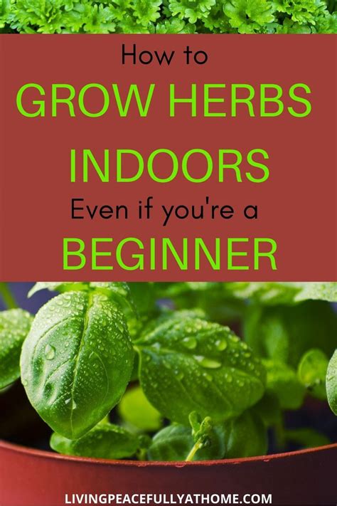 How To Grow Herbs Indoors A Complete Beginners Guide Herbs Indoors