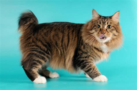 American Bobtail Cat Personality And Behavior Pettime