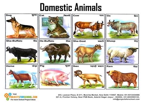 Domestic Animals साठी इमेज परिणाम Animal Pictures For Kids Animals