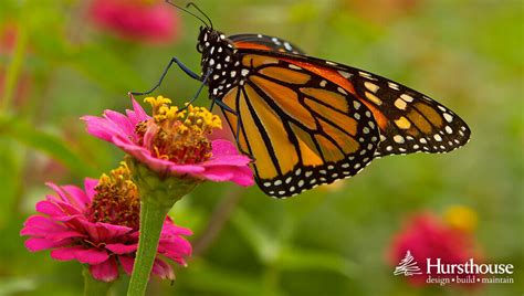 Butterfly Gardening Plants Design And Tips Hursthouse
