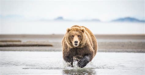 Kodiak Bear Animal Facts Ursus Arctos Middendorffi A Z Animals