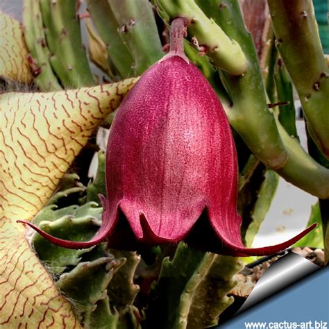 Check out these 5 succulents with red flowers. Stapelia leendertziae
