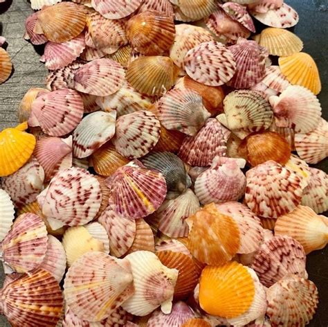 Small Seashells Sea Shells Shell Crafts Shells