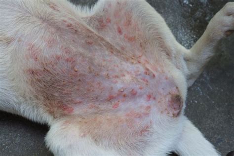 Black Spots On Dog Belly 9 Causes Of This Occurrence
