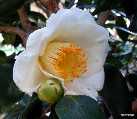 White Camellia Japonica In Bloomfinally Plant And Nature Photos