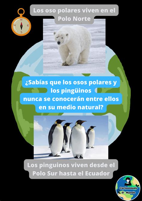 Los Osos Polares Y Los Pingüinos Viven En Polos Opuestos Literalmente