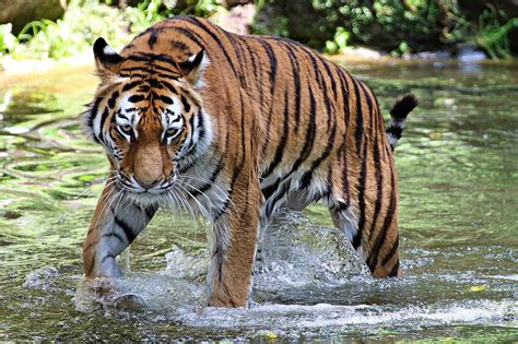 mit der kamera unterwegs sibirischer tiger katinka sibirischer tiger tiger bengaltiger