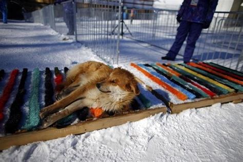 Thousands Of Stray Dogs Are Being Killed Ahead Of The Sochi Olympics