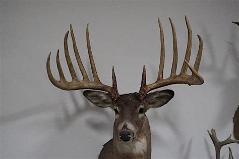 The Kansas King Buck Was Probably A World Record Typical Whitetail