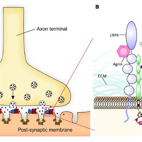 Schematic Presentation Of A Neuromuscular Junction Nmj And The