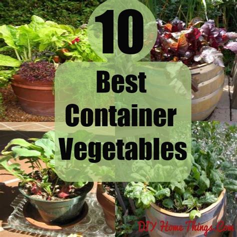 10 Best Container Vegetables For Beginning Gardeners Diy Home Things