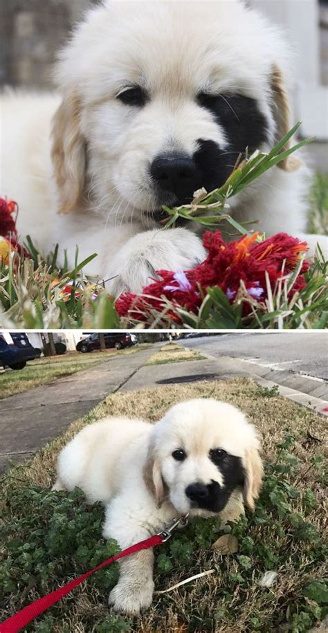 See only our cutest pictures of puppies, lots of dog breeds & the most adorable puppy pics from right across the planet. Cuteness Overloaded: Golden Retriever Puppies That Will Instantly Make You in Love with them ...