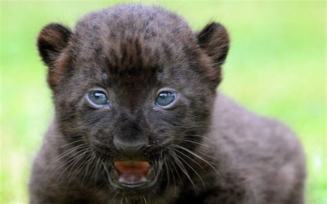 Pictures Of The Day 9 August 2013 Animals Baby Leopard Cute Baby
