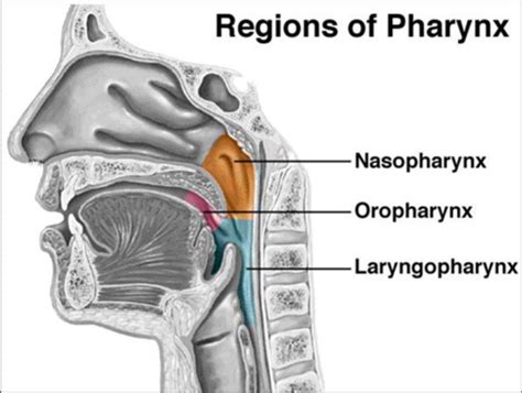 Anatomy Week Larynx And Pharynx Flashcards Quizlet