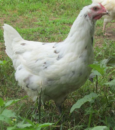 Cornish Rock Cross Black Australorp Crosses Backyard Chickens Learn How To Raise Chickens