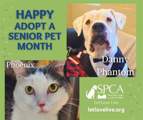 Animal Connection November Is Adopt A Senior Pet Month Features