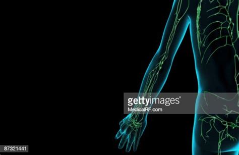 The Lymph Supply Of The Upper Limb Stock Illustration Getty Images
