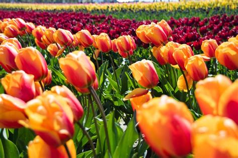 Soak Up Spring With A Virtual Tour Of The Netherlands Famous Tulip