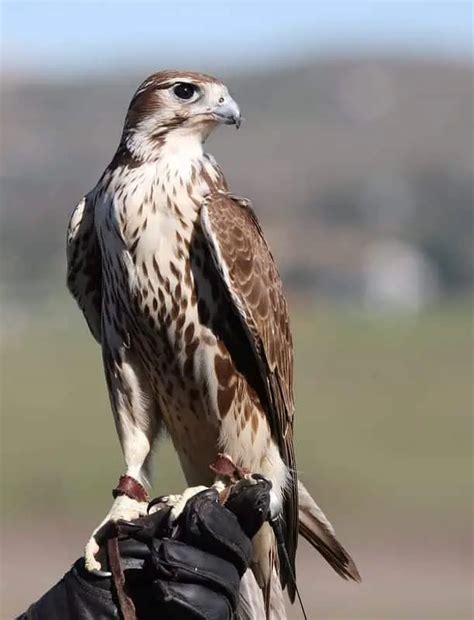 Falcons In Texas 8 Species With Pictures Wild Bird World