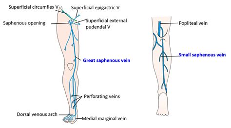 Veins Of Lower Limb Great And Small Saphenous Veins And Their