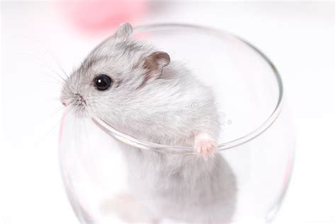 Jungar Hamster In A Transparent Glass Stock Image Image Of Cautious