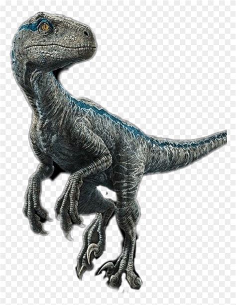 Blue Velociraptor Raptor Jurrasicworld Blue Velociraptor Hd Png Download 1024x1024