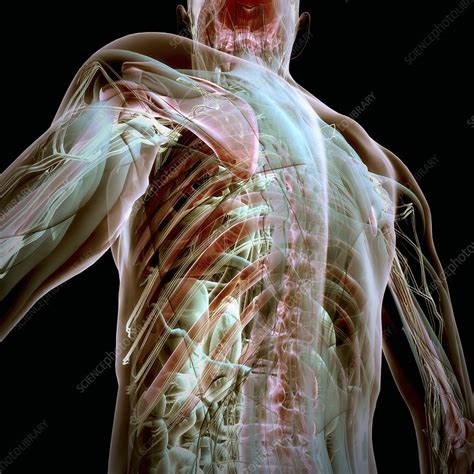 Human Anatomy Artwork Stock Image C020 2070 Science Photo Library
