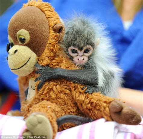 Baby Spider Monkey Estela Rejected By Mother At Birth Clings On To