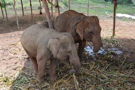 I Parchi In Thailandia Dove Accudire Gli Elefanti Hostelworld