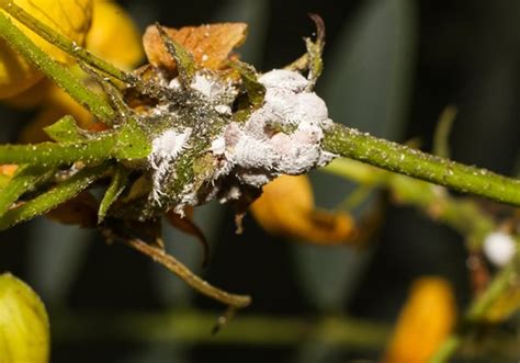 How To Identify And Control Mealybugs Garden Design