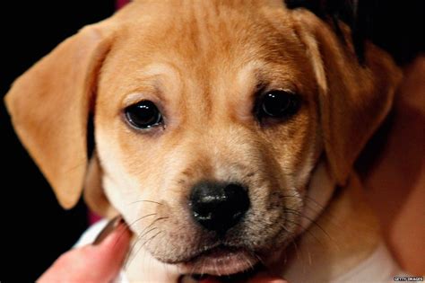 Can dogs eat pumpkins, sweet potatoes & nuts? Why the UK doesn't eat dog meat, but people in China do ...