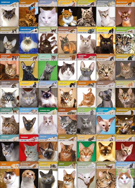 Как узнать по фото породу кошки Определитель Породы Кошек Онлайн По Фото