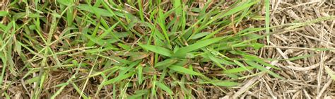 Catching Treating And Controlling Crabgrass Trugreen