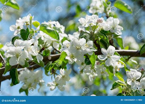 Branch Of Apple Tree Blossom Stock Image Image Of Branch Plant