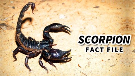 Scorpion Facts The Not So Fatal Sting 🦂 Animal Fact Files Youtube