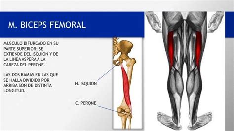 Musculo Biceps Femoral
