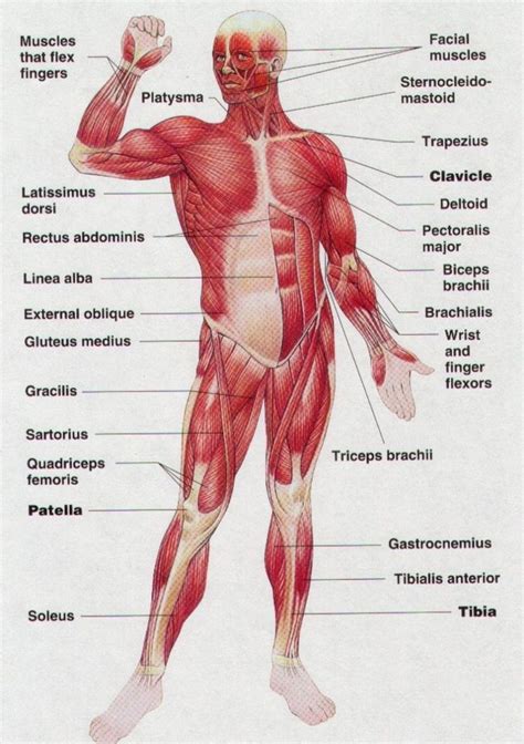 Consider your needs, whether you want ba. Simple Muscle Anatomy Simple Muscle Diagram For Kids Label ...