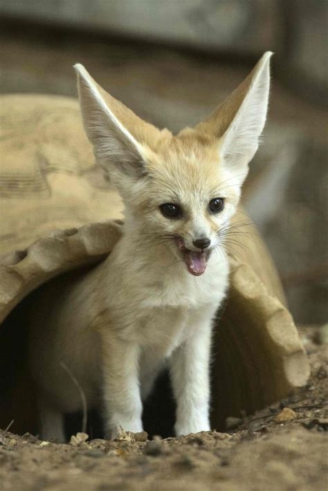 If you're going for punny fox names, think about celeb names like megan fox or even michael j. Fennec Fox as Pets? Things to know before taking them as pets!