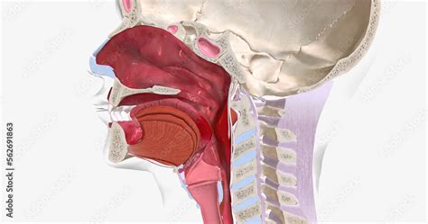 Anaphylaxis Is A Severe Systemic Allergic Reaction Characterized By