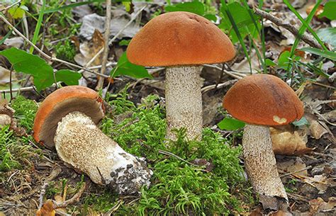 Le top 10 des champignons sauvages et comestibles au Québec | CarlBoileau.com