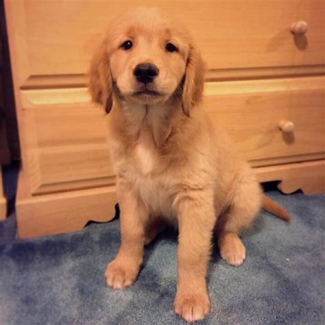 Check spelling or type a new query. Golden Retriever Puppies For Sale | Toms River, NJ #77660